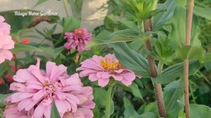 Flower seeds Harvesting | Squirrels collected flower seeds from our garden|Telugu Home Gardener