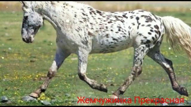 Масти лошадей : чубарая. смотреть онлайн