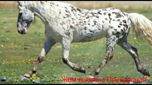 Масти лошадей :  чубарая.