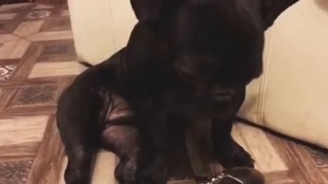 Собака плачет ? смотреть онлайн