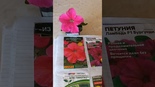 Из Райдер F1 розовая петуния из семян смотреть онлайн