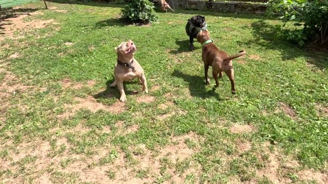 ПИТБУЛЬ НА САПСЕРФЕ смотреть онлайн