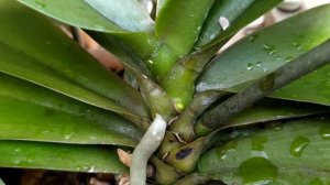 Phalaenopsis Joy Spring Canary