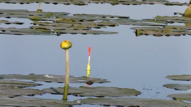 Активный клёв ВЕСЕННЕГО КАРАСЯ на ПОПЛАВОК !Рыбалка на удочку в кувшинках .