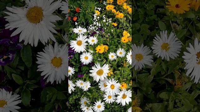 Цветник Ромашки и Календула.? (Flower garden of Chamomile and Calendula).