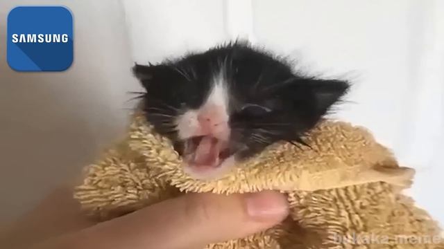 Kitten Meows but famous phone ringtones смотреть онлайн