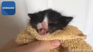 Kitten Meows but famous phone ringtones