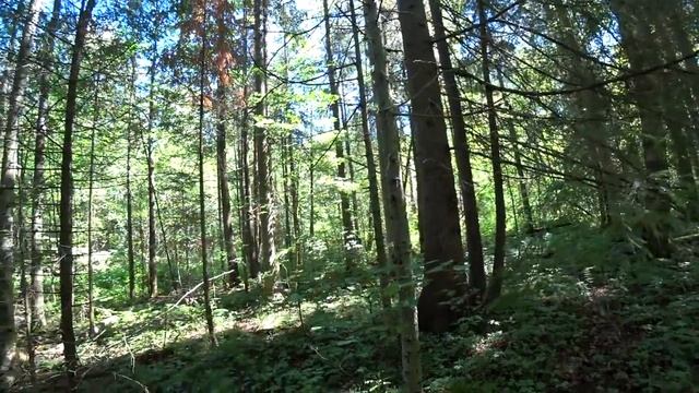 В лес после дождя. Грибы.Земляника. Малина. Июль. смотреть онлайн