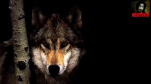 Удачная на днях была охота... Стих. ДО СЛЕЗ!.mp4