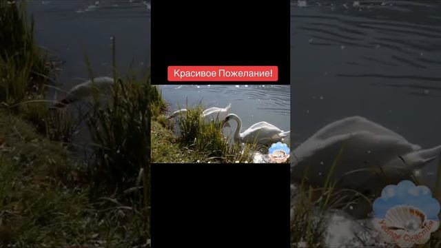 Красивое пожелание #доброеУтро #добрыйДень #starttodo #brianandfriends