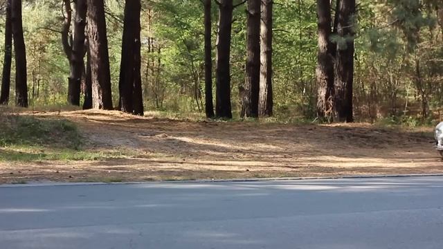 Slammed ZAZ " Zaporozhets " Model 966 смотреть онлайн