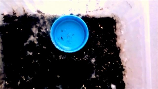 Плесень в террариуме у Ceratogyrus marshalli смотреть онлайн