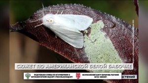 Сюжет телеканала Россия «Вести. Дон» по Американской белой бабочке