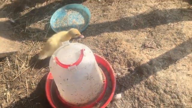 Утенок поел червей смотреть онлайн