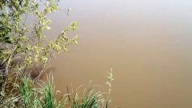 Поклёвка окуня на донку,с Днём рыбака,Всех рыбаков. смотреть онлайн