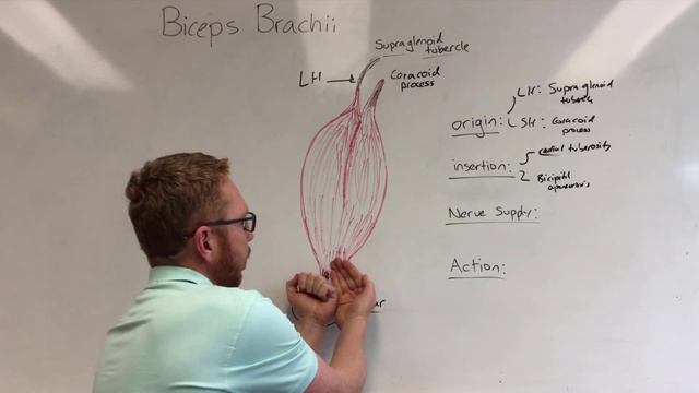 Biceps Brachii | Muscle Anatomy смотреть онлайн