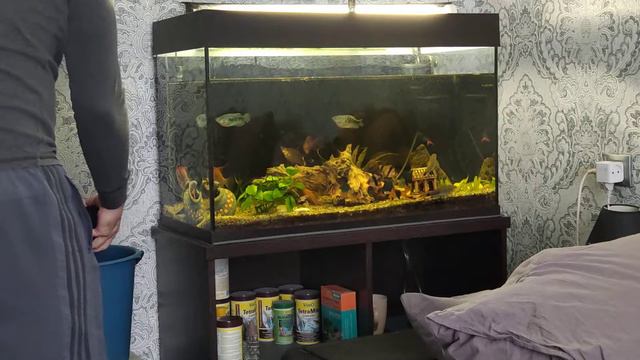 Подмена воды в аквариуме.Аквариум 170 литров. смотреть онлайн