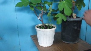 ТРИ СПОСОБА РАЗМНОЖЕНИЯ ИНЖИРА и дегустация сорт Медовый