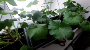 обрезка  герань (пеларгония) в декабре.