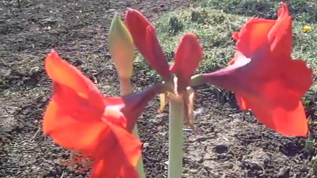 Amarilis Амарилис смотреть онлайн