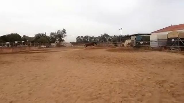 Возраст: 3 года Рост: 170+ Пол: Жеребец Порода: Андалузская лошадь смотреть онлайн