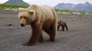 Медведица с медвежатами ??