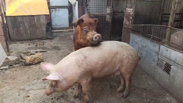 Признаки охоты у свиноматки. От кого зависит колличество поросят. смотреть онлайн