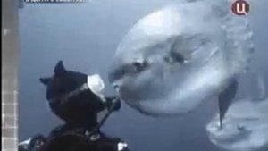 неизведанные звери  Чупакабра
