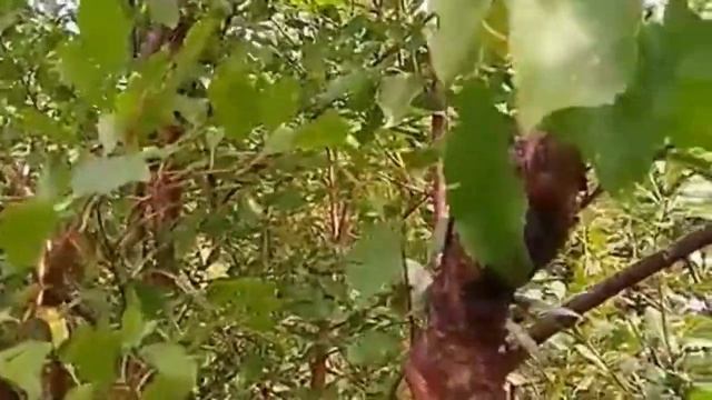 Черешня в климатических условиях Минусинской котловины смотреть онлайн