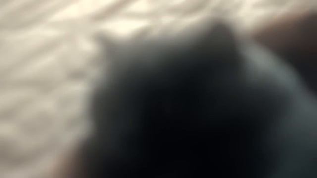 My cat ( canon 7D 50mm 1:1.8 ) смотреть онлайн