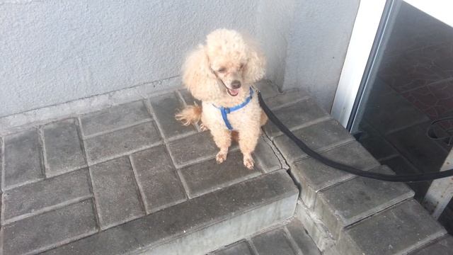 Карликовый пудель.6лет смотреть онлайн