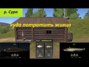 Русская рыбалка 4 / р. Сура / Налим, сом на живца со свежестью 0%