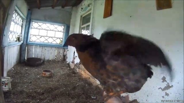 Закрытие огородного сезона смотреть онлайн