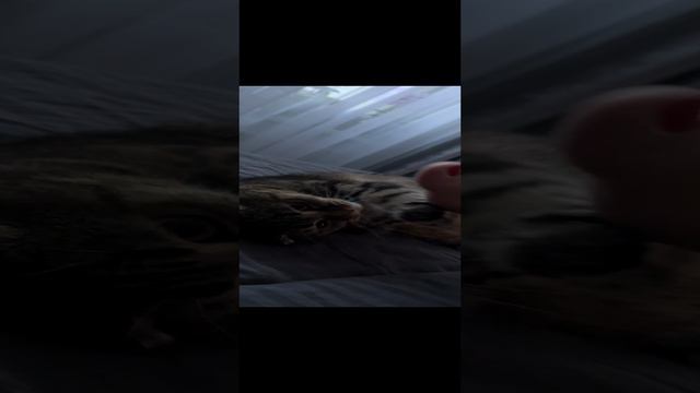 ЧЕССИ🐯ЕДИНСТВЕННАЯ ИГРУШКА ЭТО МОЯ НОГА ИЛИ РУКА