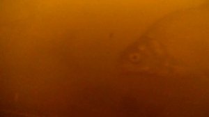 Полезные советы Deeper Chirp Plus