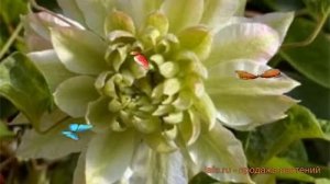 Клематис крупноцветковый Сэн но Кадзэ (clematis) ? обзор: как сажать, саженцы клематиса Сэн но Кадз