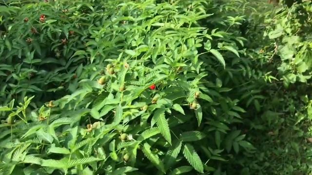 Тибетская малина на вашем участке. Ежеклубника -новые растения на даче. смотреть онлайн