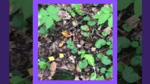 Белый гриб и Поддубники