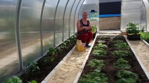 Высадка рассады. Чем заправить лунки. Горячая мульча заменить все подкормки