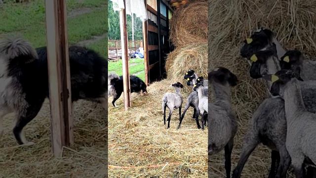 БАНХАРЫ и БАРАНЫ: когда собаки встречают пушистых овечек🐕🐶🤝🐑💨