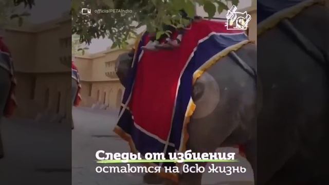 Приколы 2019. Ржака до слез. Юмор дети, животные, приколисты в сетях.(5) смотреть онлайн