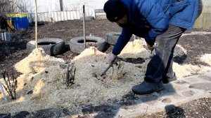 Как сохранять розы зимой