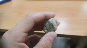 ДЕВОНСКИЕ ОКАМЕНЕЛОСТИ! Брахиоподы р. Дон из Воронежской области!!! ПАЛЕОЗОЙСКАЯ ЭРА!