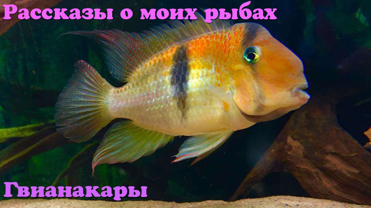 Гвианакары - Guianacara owroewefi смотреть онлайн