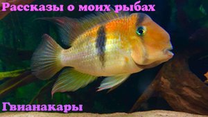 Гвианакары - Guianacara owroewefi