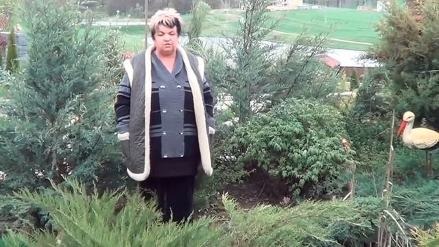 Древовидный Пион. Как Правильно Ухаживать За Древовидным Пионом