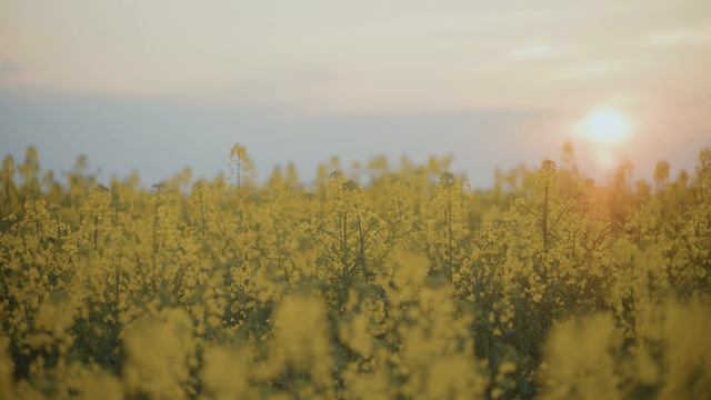 ДІЛЯ - Сонячний смотреть онлайн