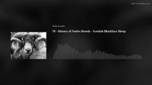 70 - History of Native Breeds - Scottish Blackface Sheep