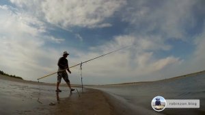 Работа серфовых удилищ при карповом забросе во время ловли сазана на Нижней Волге.