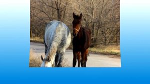 Лошади скачут рысью, очень красиво!